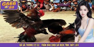 Đá Gà Thomo C2 C3 - Trận Đấu Chọi Gà Kịch Tính, Nảy Lửa